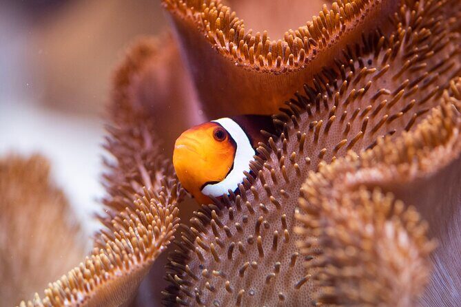 SEA LIFE Munich Admission Ticket - Family-Friendly Activities: Pirate Trail and Treasure Hunts