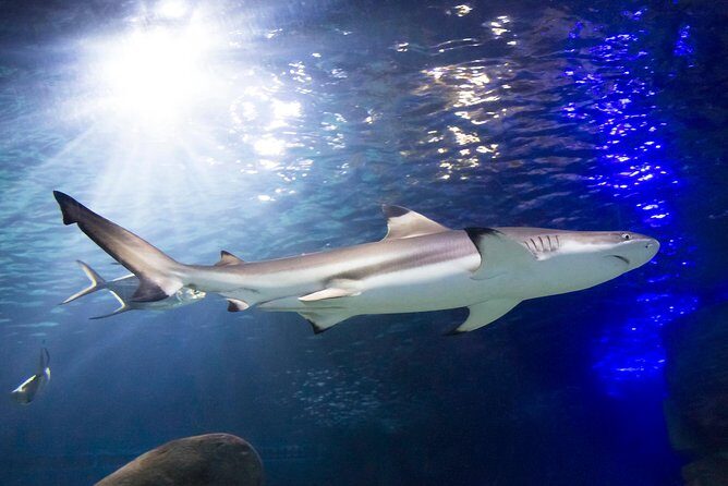 SEA LIFE Munich Admission Ticket - Timing and Crowds: How to Avoid the Tight-Route Feeling